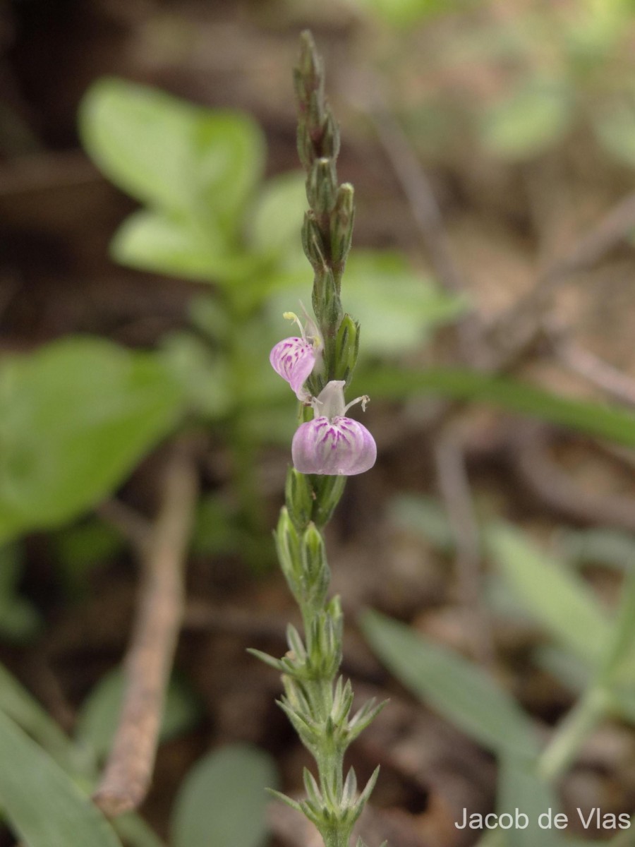 Rostellularia diffusa var. diffusa (Willd.) Nees